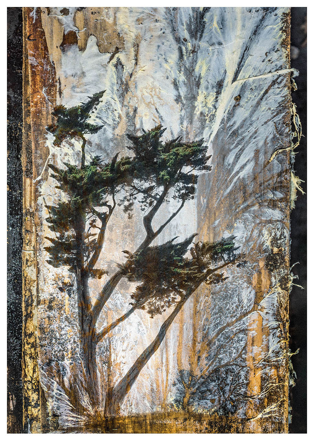 Photographed white wood fungus with an overlaid pine tree make this composite photograph form a new landscape prehaps a little Japanese in style